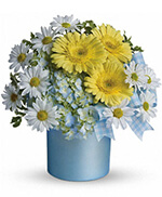 Teleflora's Once Upon a Daisy Teleflora's Once Upon a Daisy